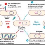 Replikasi Virus serta Siklus Hidup dan Reproduksi Menggunakan Siklus Litik dan Lisogenik