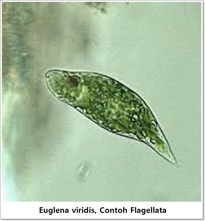 Euglena viridis, Contoh Flagellata Jenis Fitoflagellata